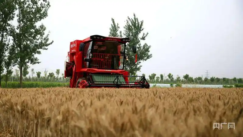 周口市小麦抢收_周口天气_应对烂场雨小麦减损措施